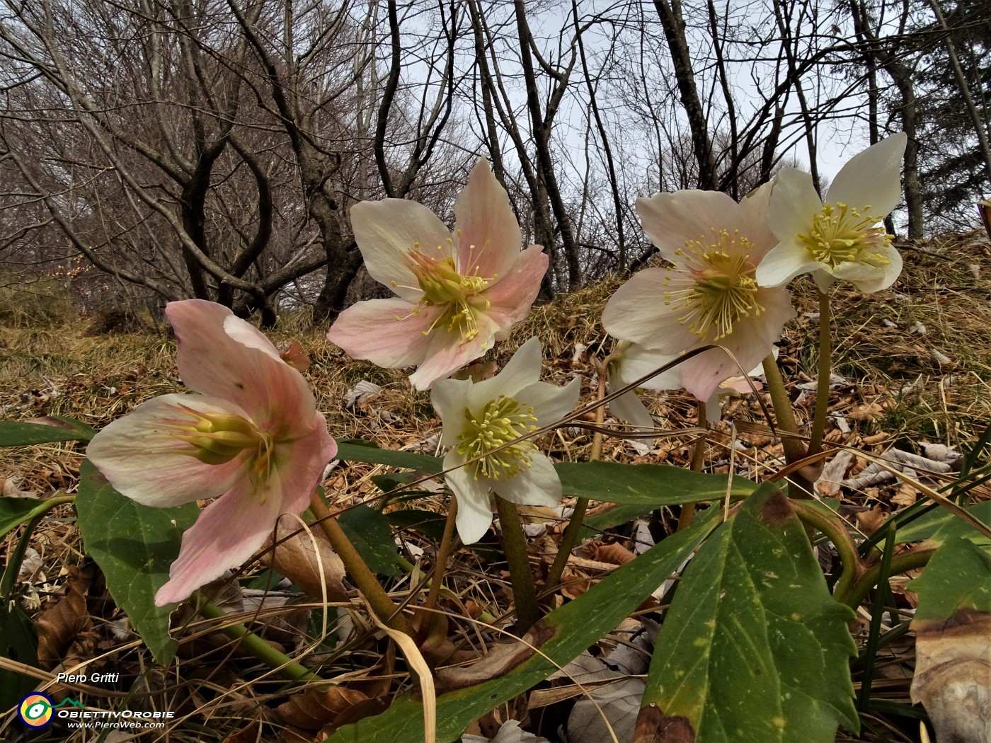 02 Ellebori in fiore (Helleborus niger) sui sentieri per il Pizzo Grande.JPG